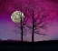 Picture of SOLITUDE II