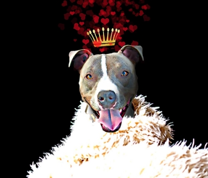 Picture of ROYAL LOVE PUP - PIT BULL TERRIER