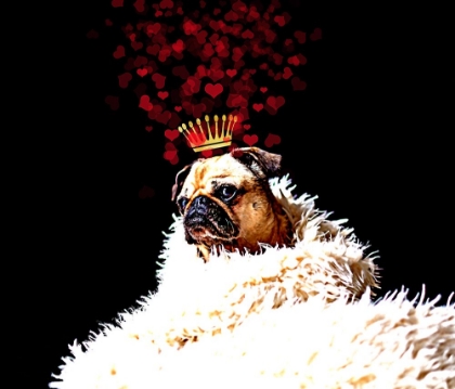 Picture of ROYAL LOVE PUP - PUG
