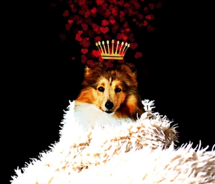 Picture of ROYAL LOVE PUP - SHELTIE