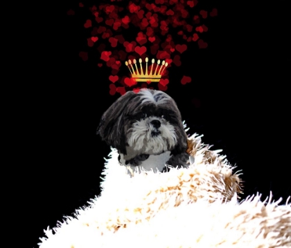 Picture of ROYAL LOVE PUP - SHI TZU