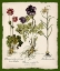 Picture of BOTANICA NOSTALGIA II