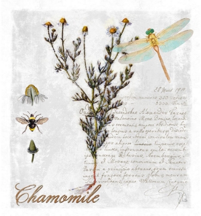 Picture of BOTANICAL GARDEN CHAMOMILE HERB