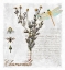 Picture of BOTANICAL GARDEN CHAMOMILE HERB