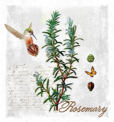 Picture of BOTANICAL GARDEN ROSEMARY HERB