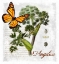 Picture of BOTANICAL GARDERN ANGELICA HERB