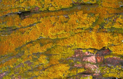 Picture of MOSSY WOOD 001