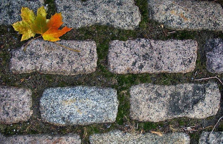 Picture of OLD MONTREAL COBBLESTONES 02