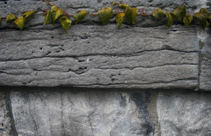 Picture of OLD MONTREAL ANCIENT WALL AND IVY 2