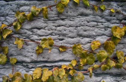 Picture of OLD MONTREAL ANCIENT WALL AND IVY