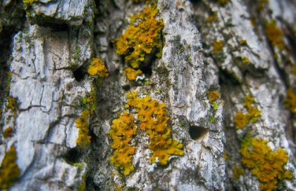 Picture of ASH TREE AND LICHEN