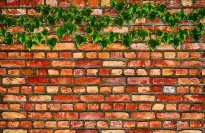 Picture of BRICK WALL AND IVY