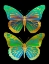 Picture of DANAUS PLEXIPPUS PSYCHEDELICUS II