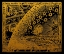 Picture of FRENCH ASTRONOMY ILLUSTRATION OF THE UNIVERSE 1888