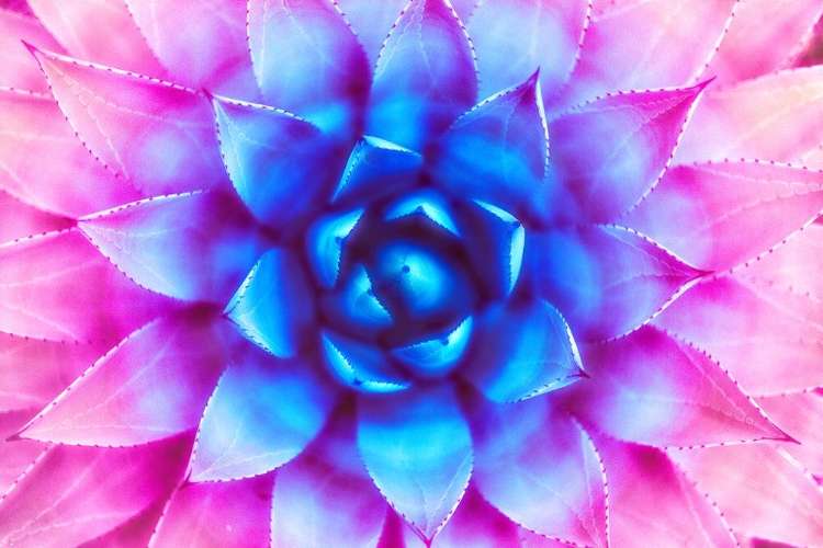 Picture of AGAVE SUNSET
