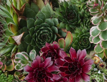 Picture of SUCCULENT GARDEN