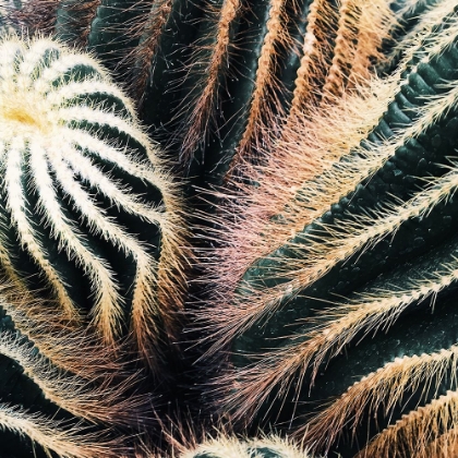 Picture of CACTUS