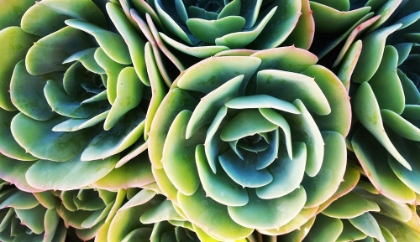 Picture of SUCCULENT ROSE