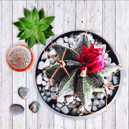 Picture of TWO SUCCULENTS AND A CACTUS