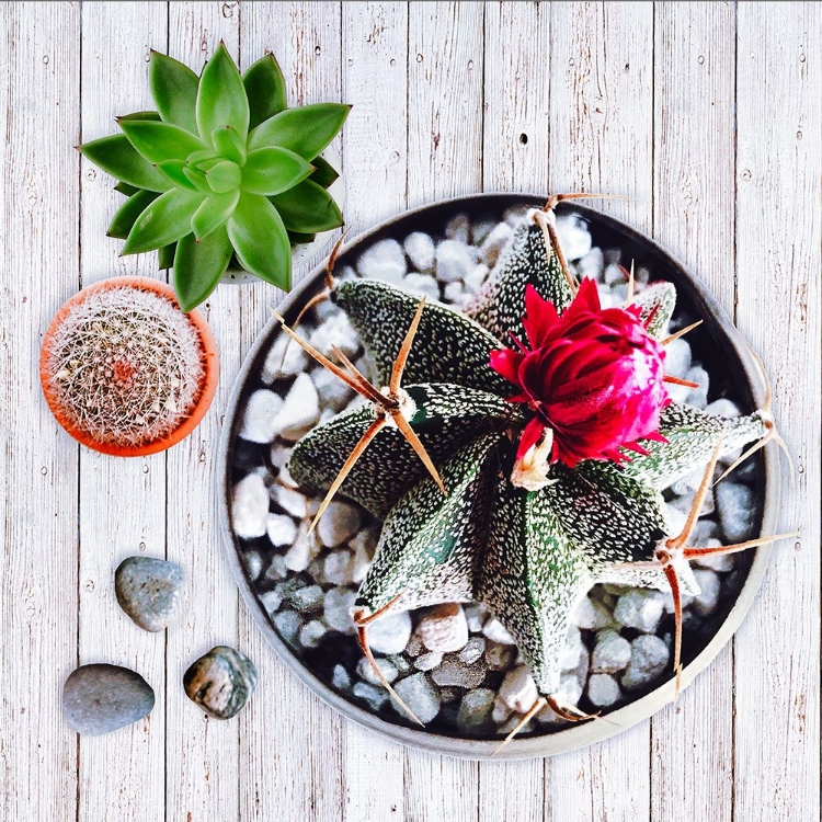 Picture of TWO SUCCULENTS AND A CACTUS