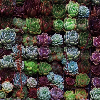 Picture of A GATHERING OF SUCCULENTS 1
