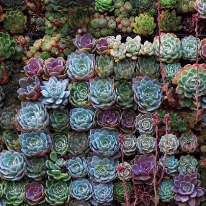 Picture of A GATHERING OF SUCCULENTS 2