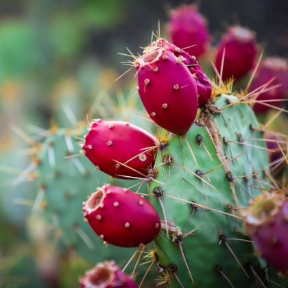 Picture of PRICKLY PEAR CACTUS