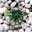 Picture of SUCCULENT SUMMER