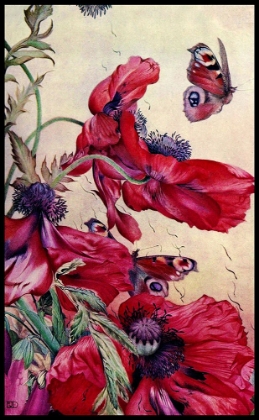 Picture of POPPY NATURE STUDY 1917