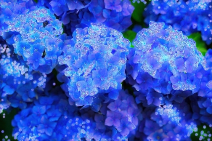 Picture of CRYSTAL BLUE HYDRANGEAS