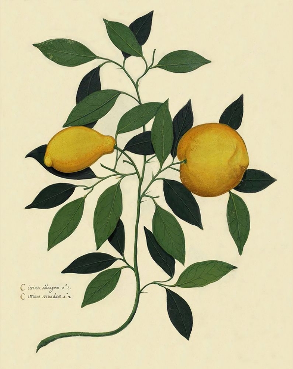 Picture of ITALIAN BOTANICAL LEMON ILLUSTRATION 1650