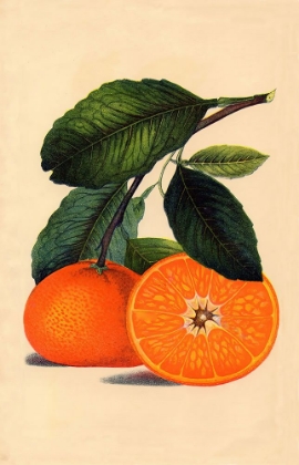 Picture of SATSUMA ORANGE 1887