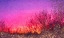Picture of SUNSET MAGIC