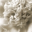 Picture of CREAM PEONY
