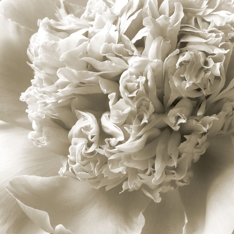 Picture of CREAM PEONY