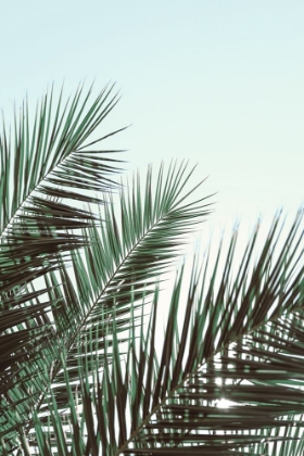 Picture of PALM LEAVES-SKY 1