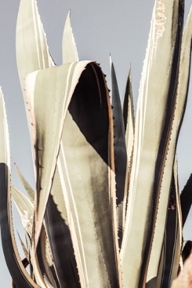 Picture of AGAVE 001