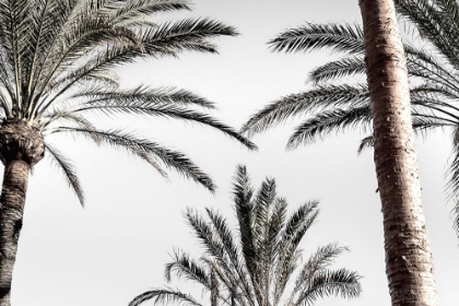 Picture of PALM 007