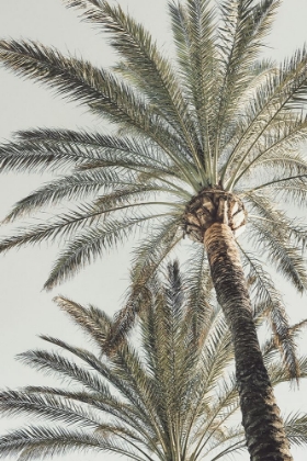Picture of PALM 005