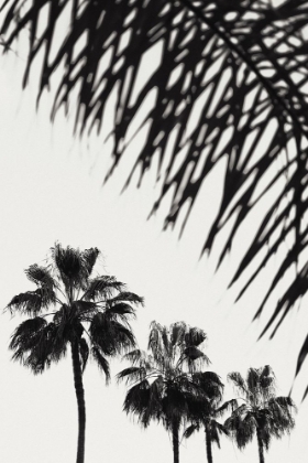 Picture of PALM 006