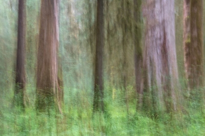 Picture of WOODLAND ABSTRACT