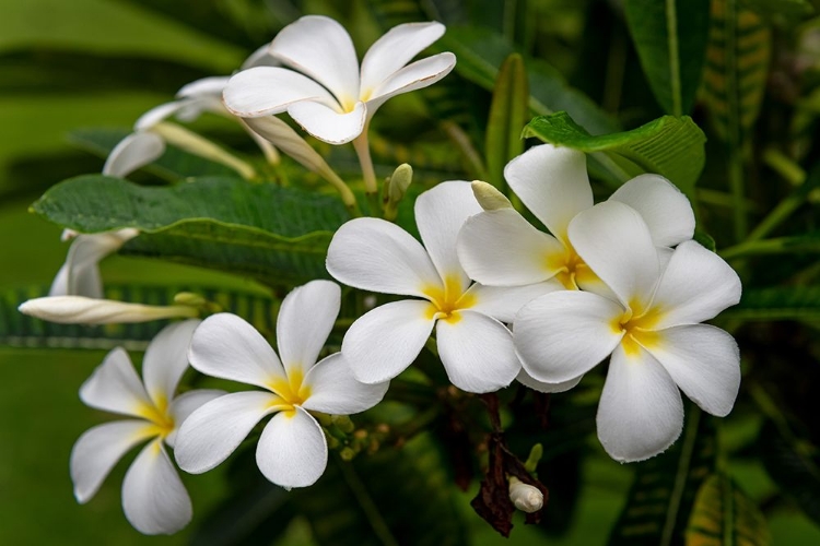 Picture of PLUMERIA I