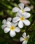 Picture of PLUMERIA II