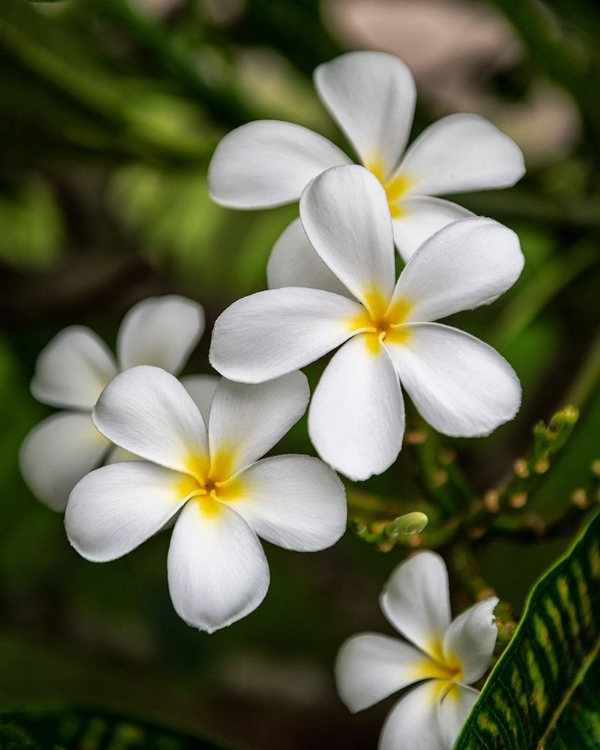 Picture of PLUMERIA II