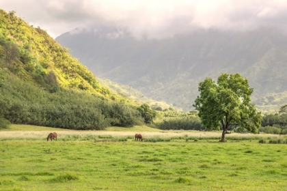 Picture of KAUAI GRAZING