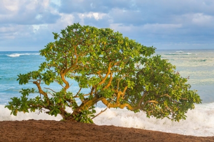 Picture of BEACHSIDE TREE