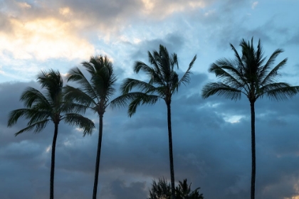 Picture of PALM SILHOUETTE I