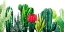 Picture of TUCSON GARDEN 598