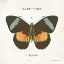 Picture of BUTTERFLY IV