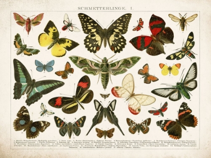 Picture of BUTTERFLY CHART